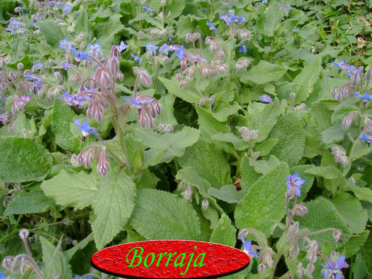Borraja, producto de herboristería artesanal de DORILA