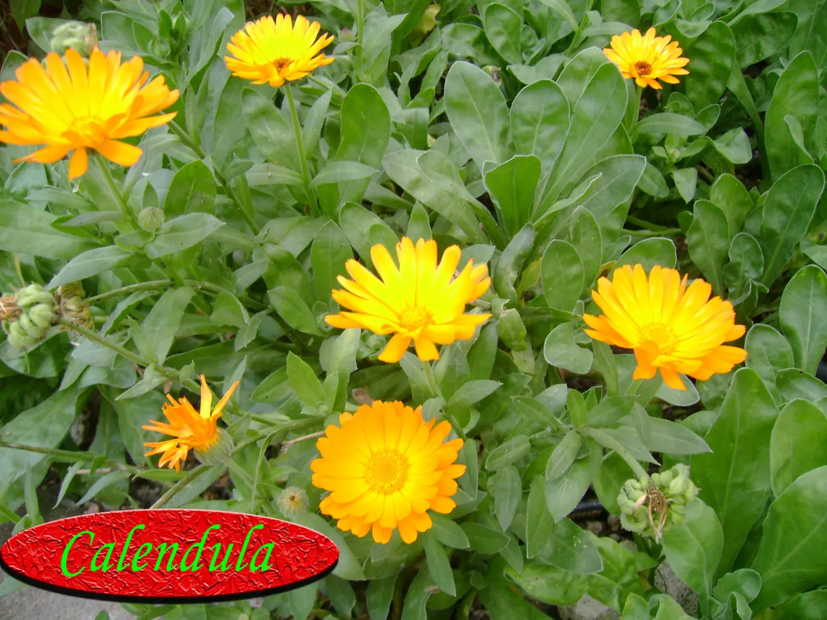 Caléndula, producto de herboristería artesanal de DORILA