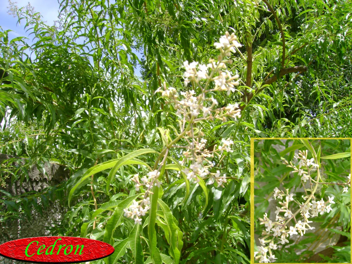 Cedrón, producto de herboristería artesanal de DORILA