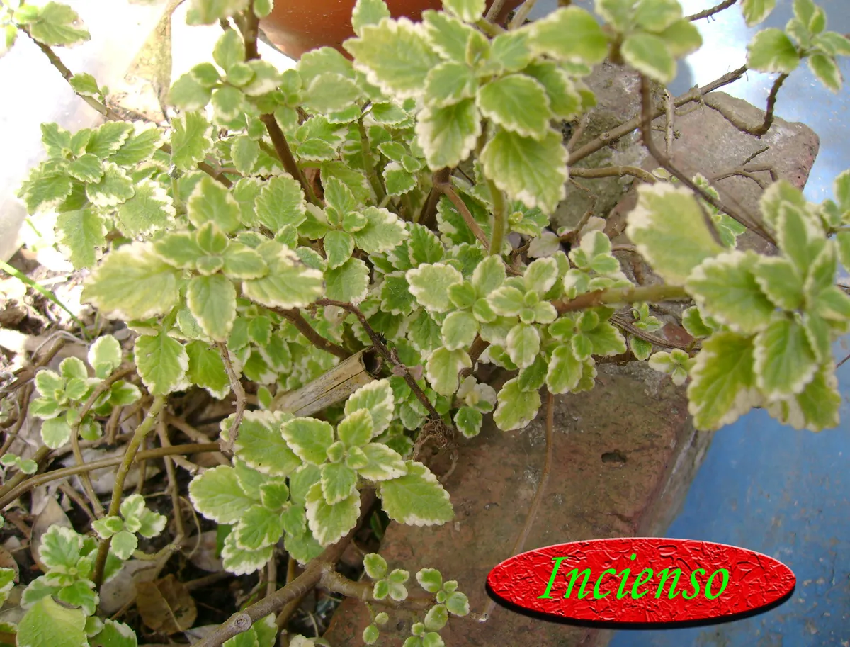 Incienso, producto de herboristería artesanal de DORILA