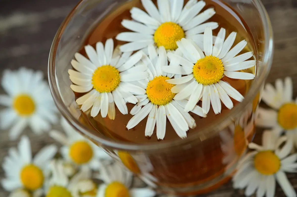Flores de manzanilla secas para infusión