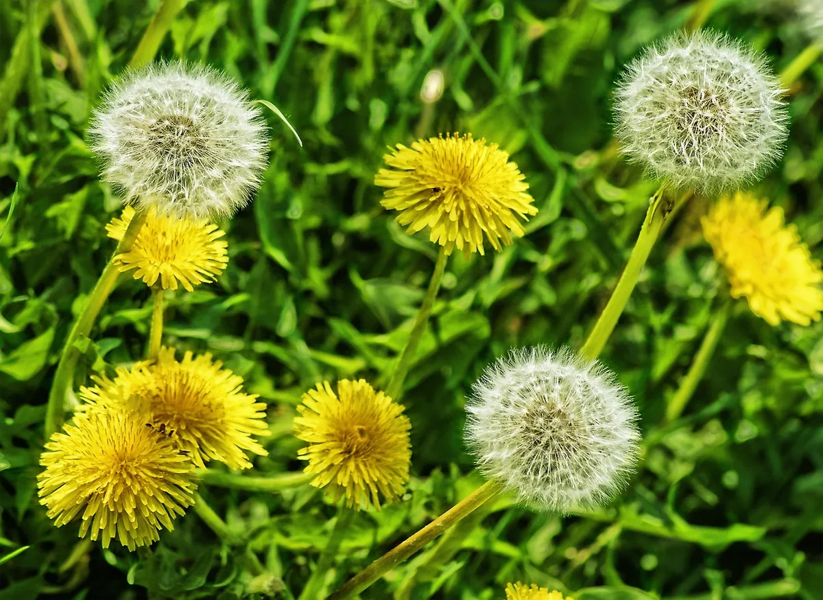 Diente de león, producto de herboristería artesanal de DORILA