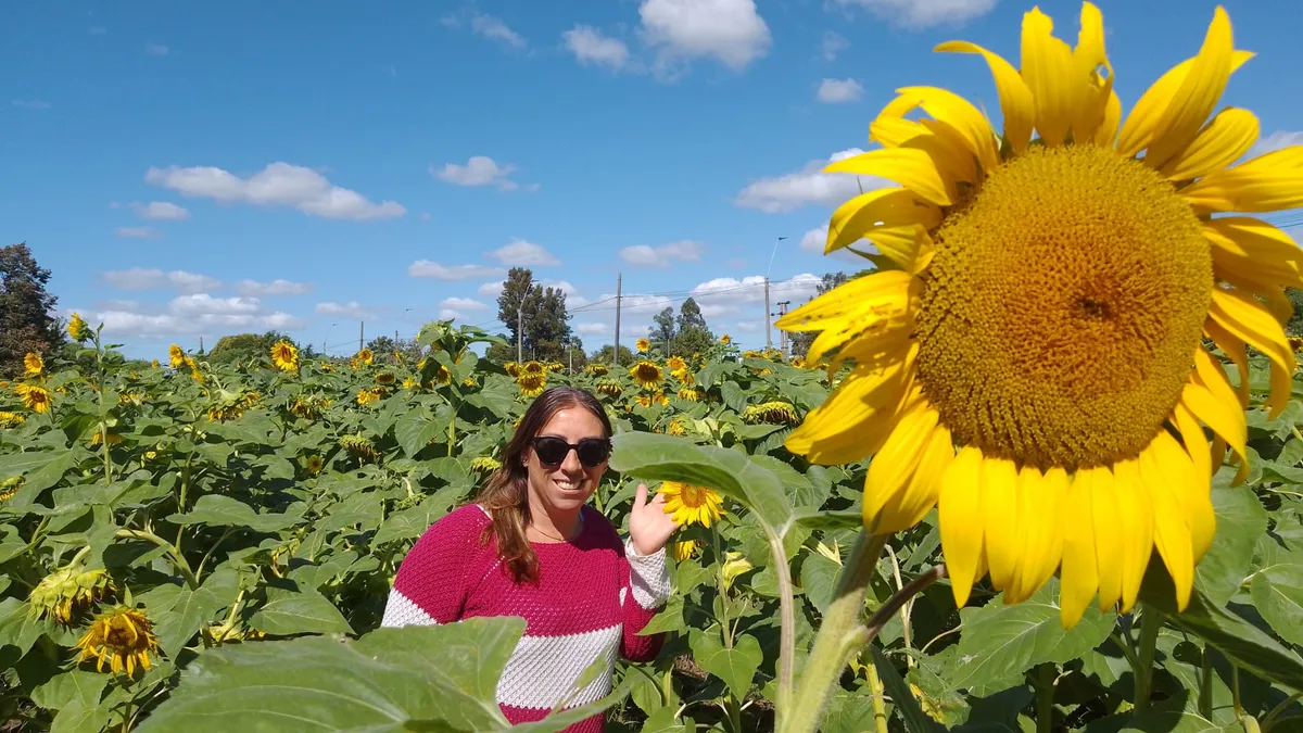 Campo de girasoles al atardecer, origen de los aceites de DORILA