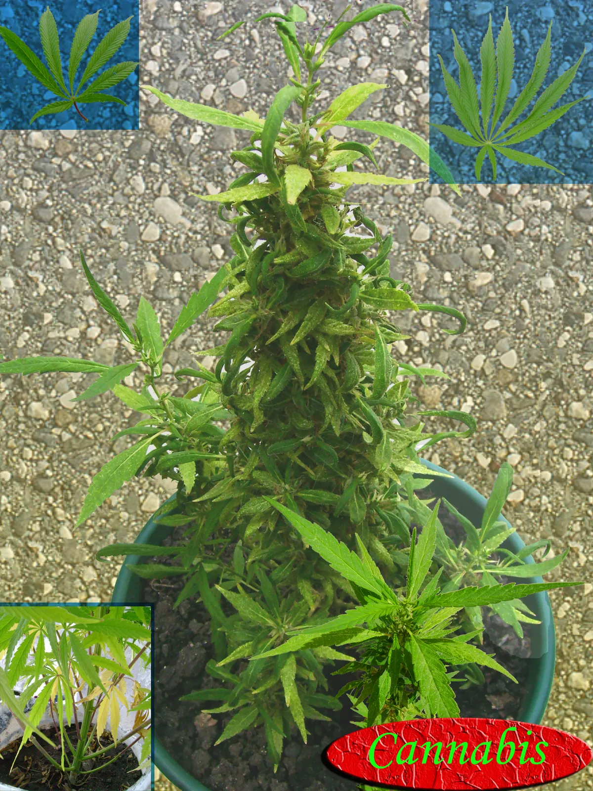 Kana, producto de herboristería artesanal de DORILA
