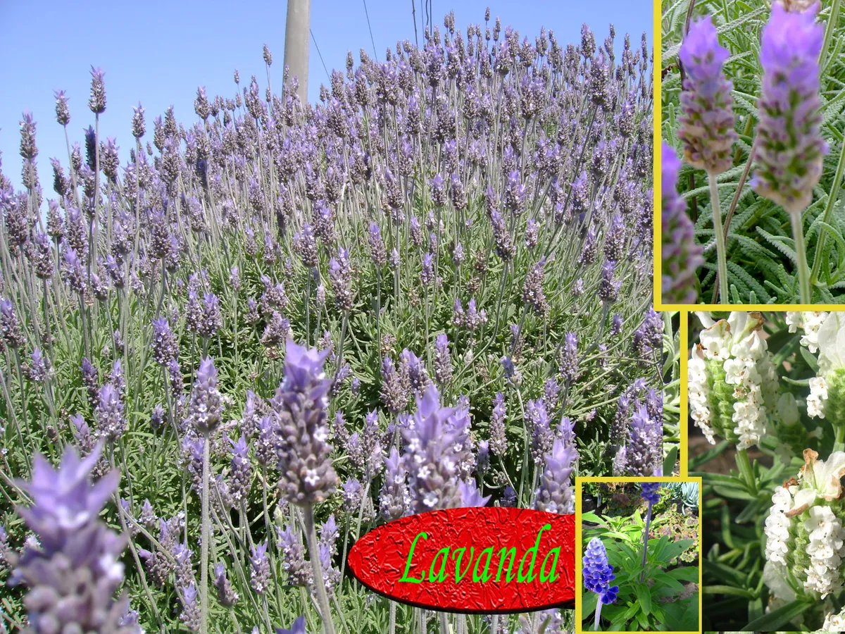 Lavanda, producto de herboristería artesanal de DORILA