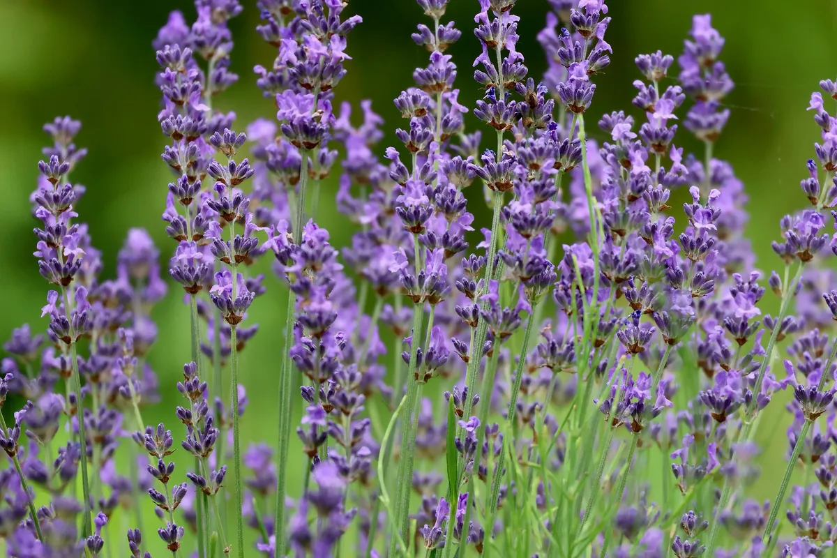 Lavanda dulce, producto de herboristería artesanal de DORILA