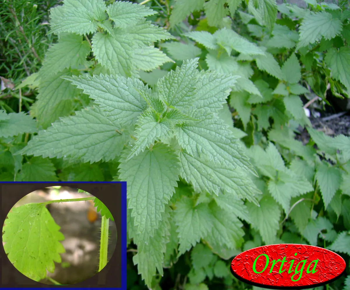 Ortiga verde, producto de herboristería artesanal de DORILA