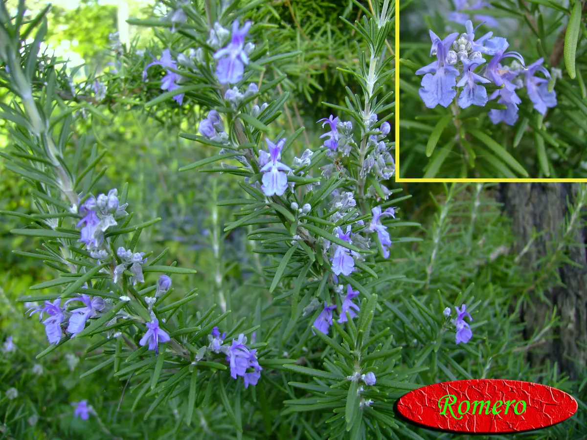 Romero, producto de herboristería artesanal de DORILA