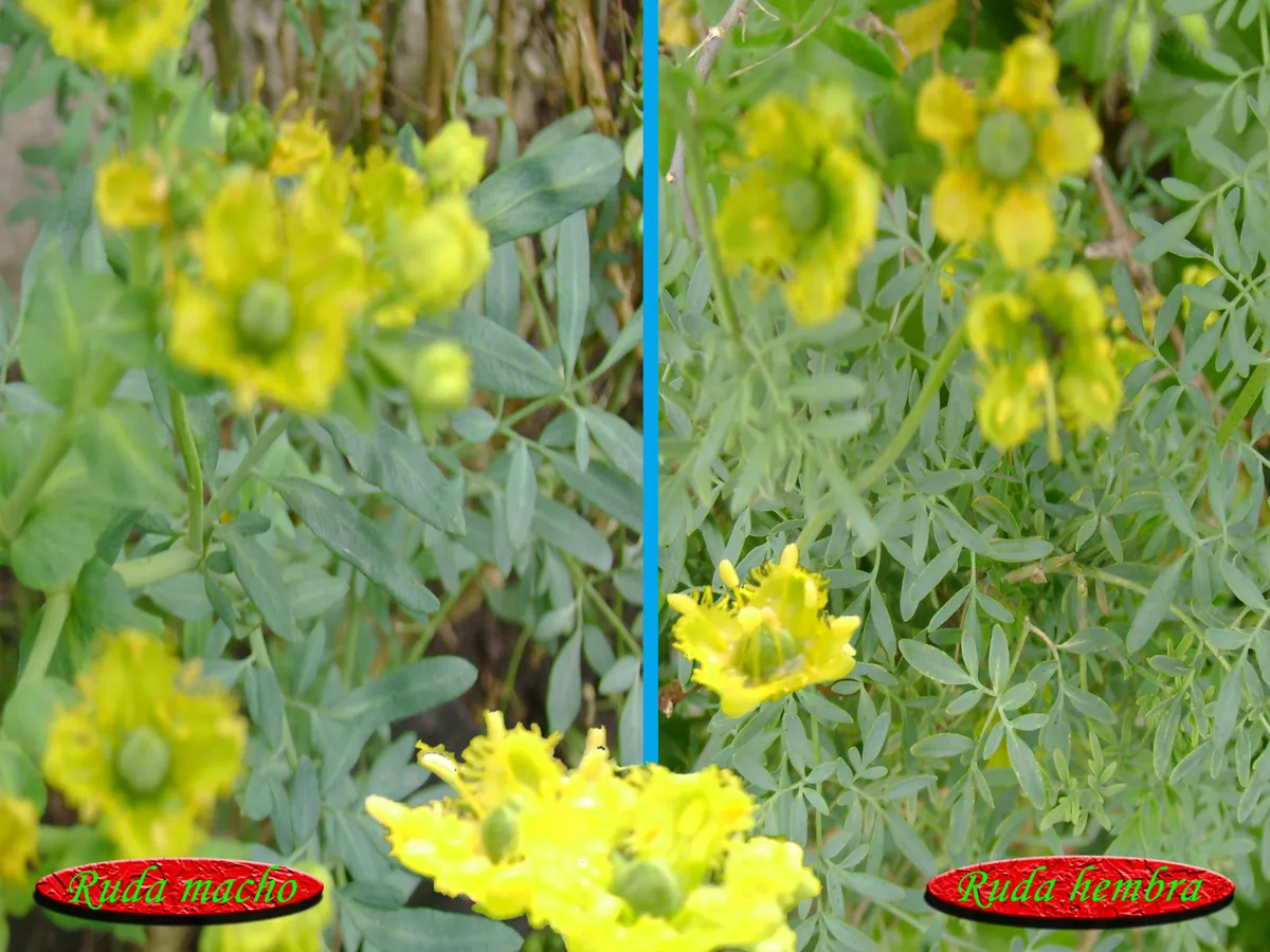 Ruda, producto de herboristería artesanal de DORILA