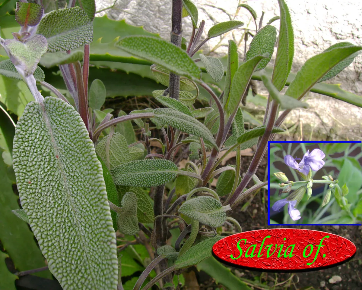 Salvia común, producto de herboristería artesanal de DORILA
